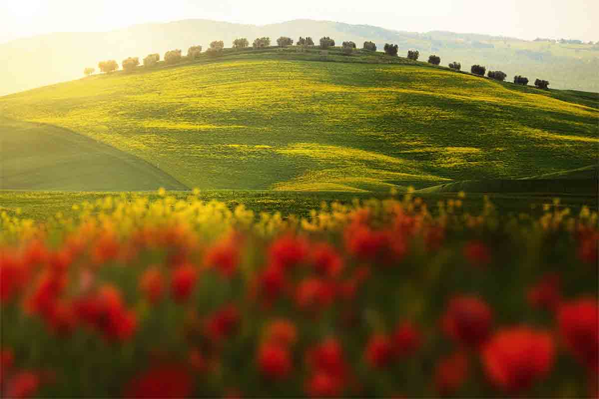 San Quirico_Workshop_SpringbloomsinTuscany_6