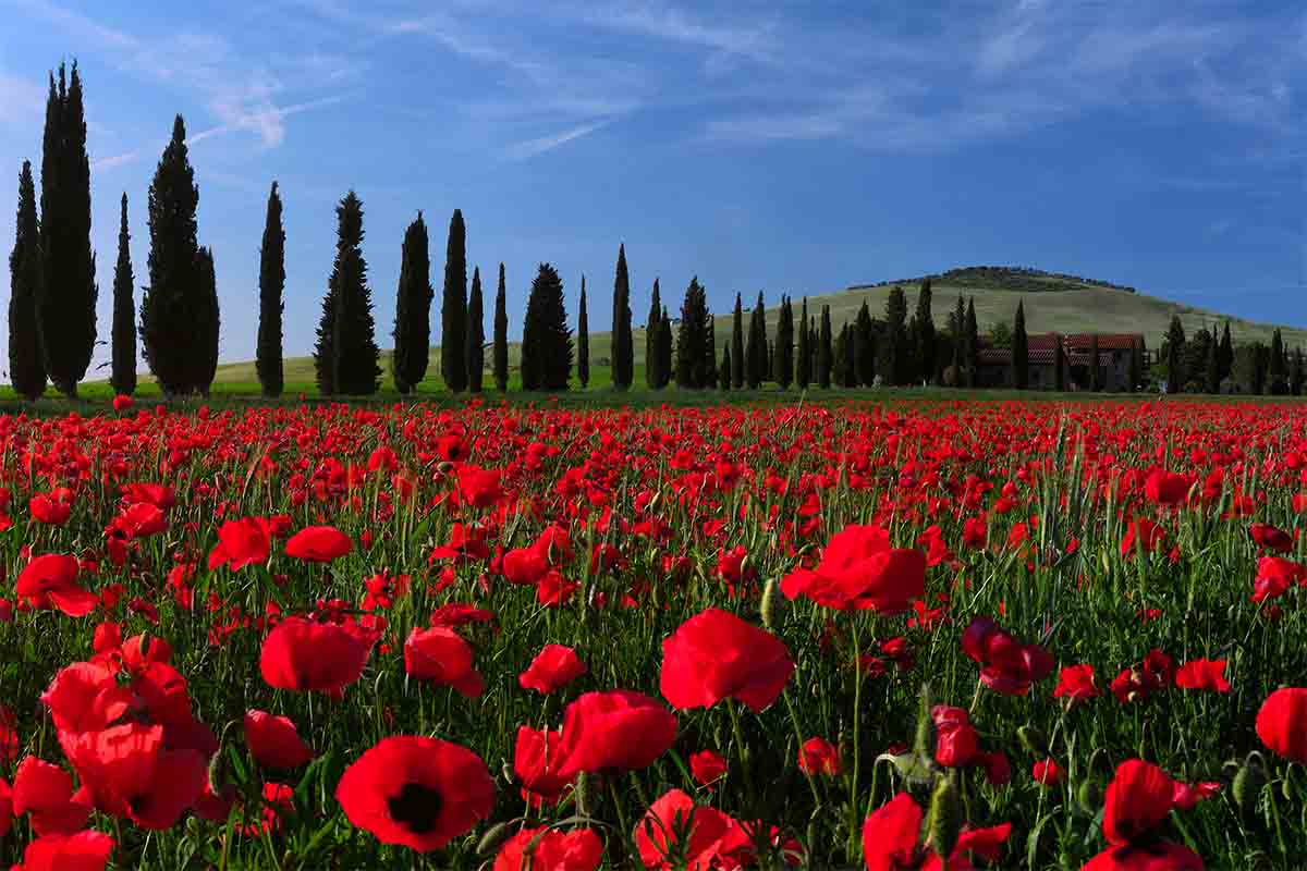 Val d'Orcia-FornasariSan Quirico_Workshop_SpringbloomsinTuscany_7